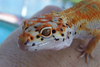 Эублефар пятнистый (леопардовый геккон) Enigma Eclipce